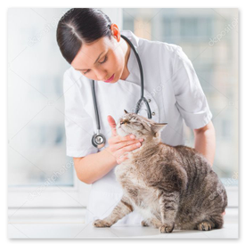Klinik: kontrol sırasında sakin kedi