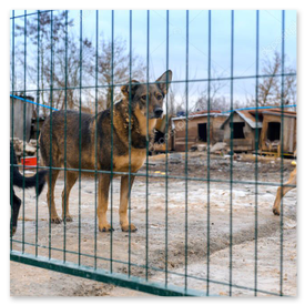 Bakım: desteklenen bir köpek portresi