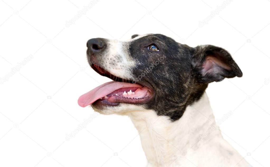 Köpek profili yer tutucu görseli