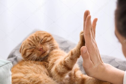Sakin bir kedi görseli