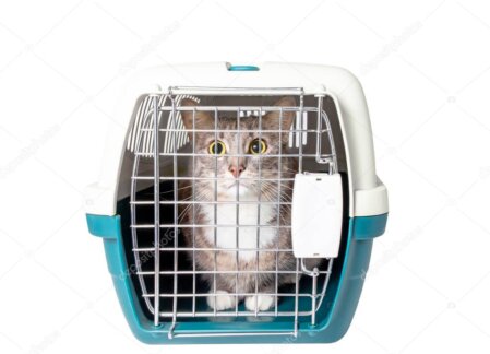 Taşıma kutusunda sakin kedi görseli