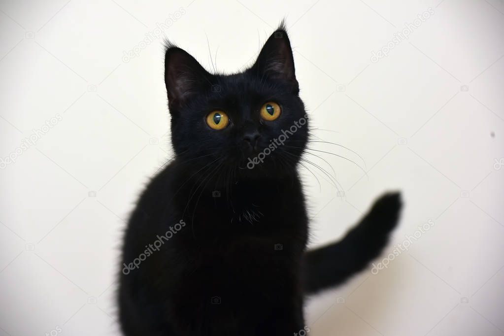 Siyah kedi profili yer tutucu görseli