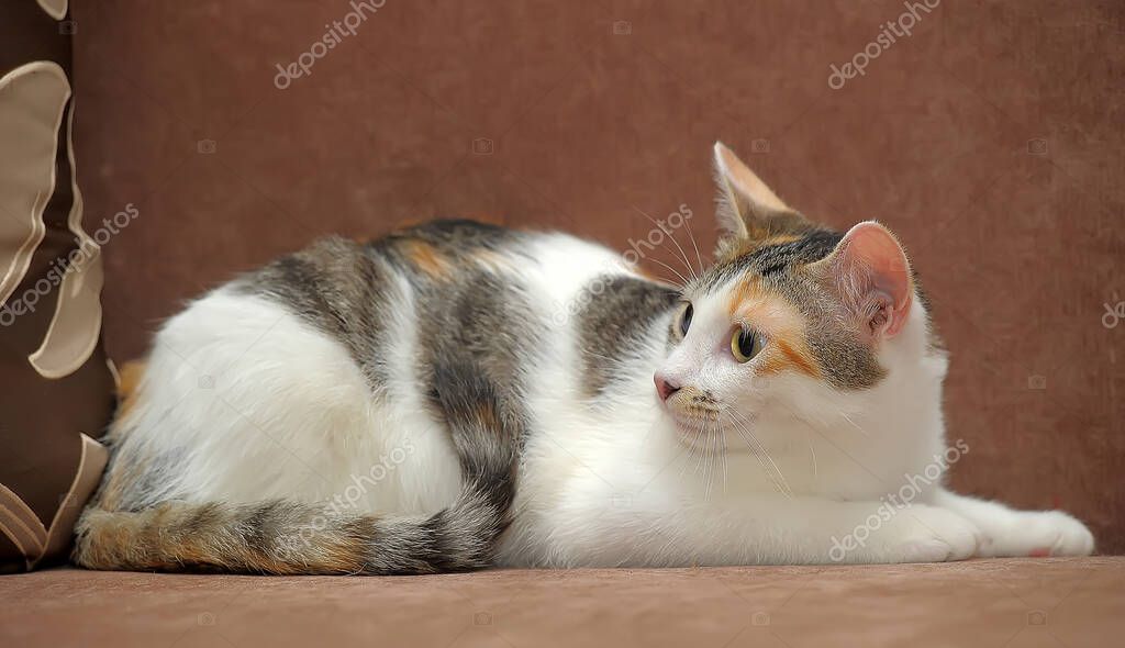 Alacalı kedi profili yer tutucu görseli