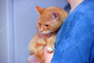 Kedi tedavi süreci güncellemesi görseli