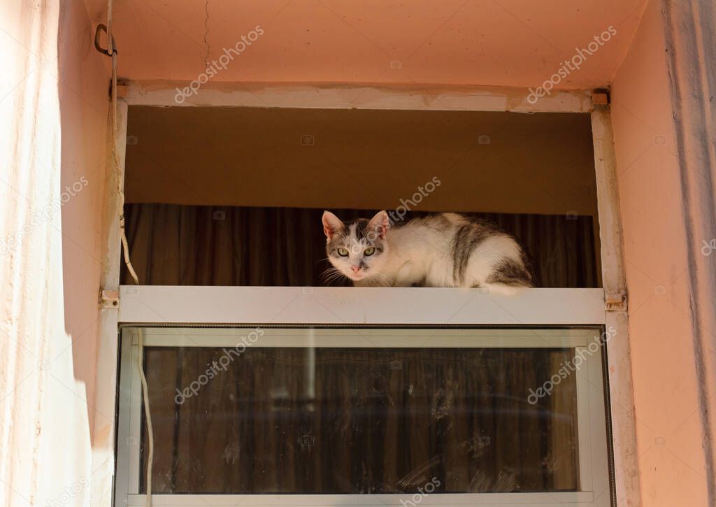 Pencerede kedi güvenlik ağı örneği