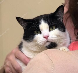 Sahiplendirme sonrası mutlu kedi görseli