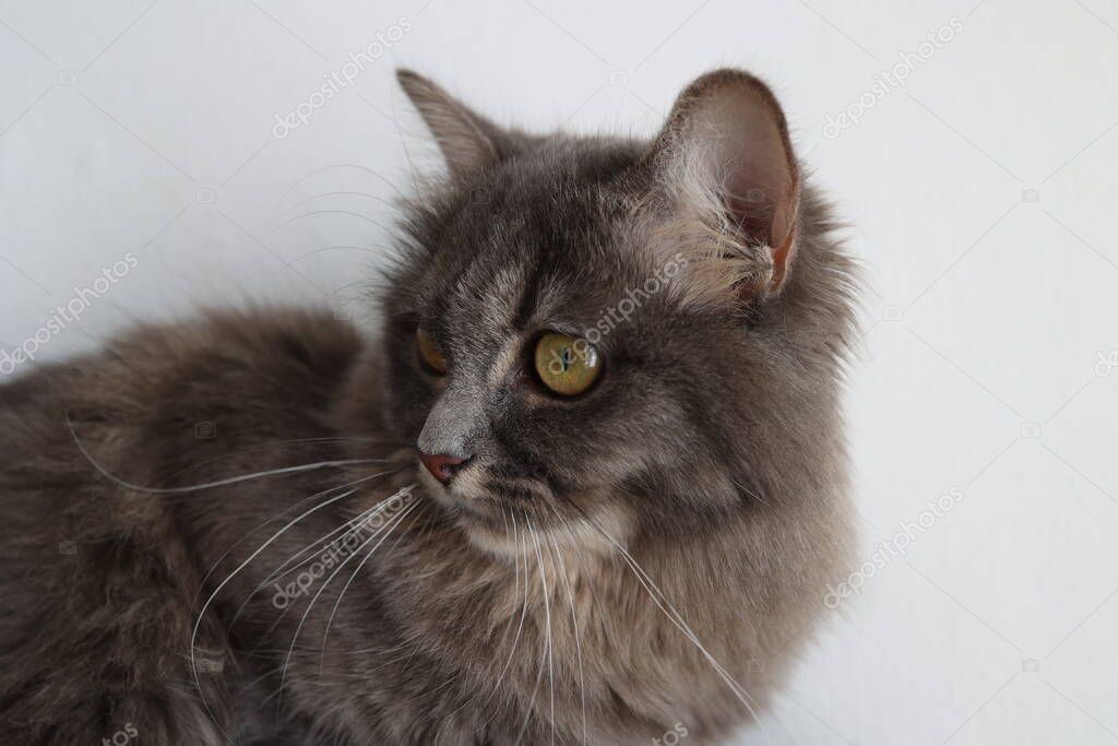 Kedi profili yer tutucu görseli