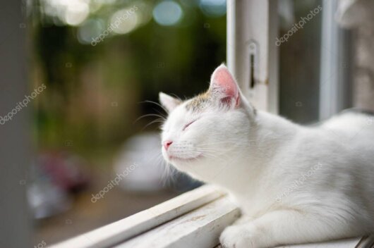 Ev güvenliği ve kedi bakımı temalı sakin görsel