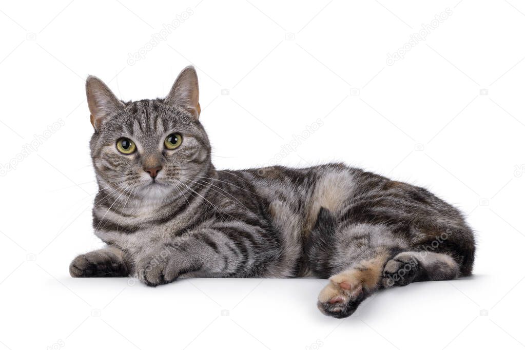 Tekir kedi profili yer tutucu görseli