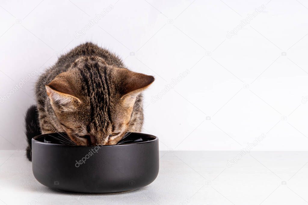 Aşırı mama verilen kedi görseli