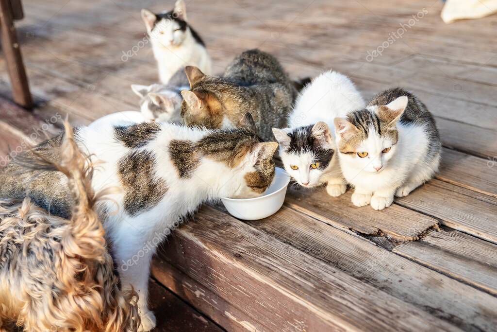 Şefkat ve özenle ilgilenilen kedi görseli