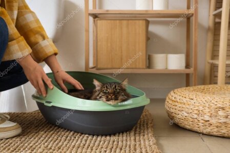 Kedi için su ve mama kaplarının bulunduğu rahat bir köşe